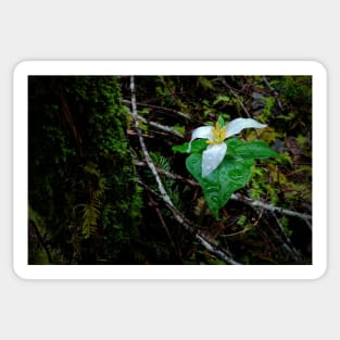 White Trillium in the Rain Sticker